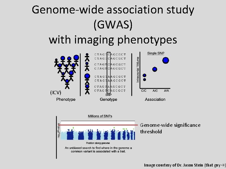 Genome-wide association study (GWAS) with imaging phenotypes (ICV) Genome-wide significance threshold Image courtesy of