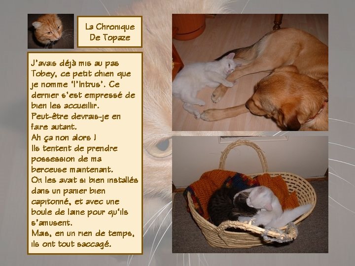 La Chronique De Topaze J’avais déjà mis au pas Tobey, ce petit chien que