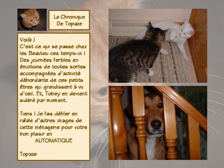 La Chronique De Topaze Voilà ! C’est ce qui se passe chez les Beaulieu