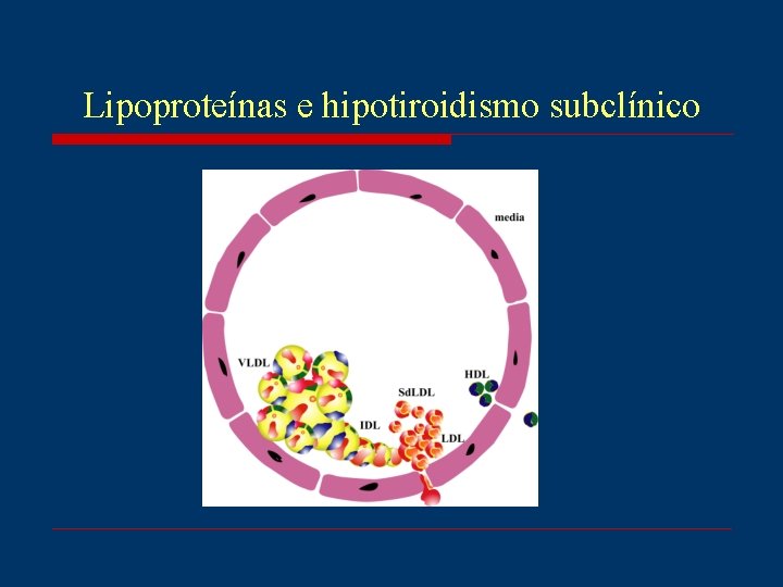 Lipoproteínas e hipotiroidismo subclínico 