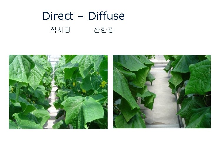 Direct – Diffuse 직사광 산란광 