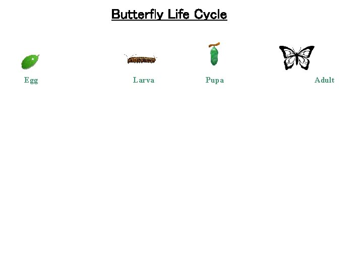 Butterfly Life Cycle Egg Larva Pupa Adult 