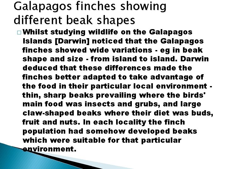 Galapagos finches showing different beak shapes � Whilst studying wildlife on the Galapagos Islands