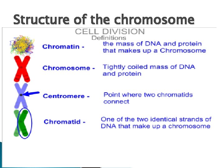 Structure of the chromosome 