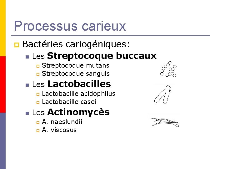 Processus carieux p Bactéries cariogéniques: n Les Streptocoque buccaux Streptocoque mutans p Streptocoque sanguis Processus carieux p Bactéries cariogéniques: n Les Streptocoque buccaux Streptocoque mutans p Streptocoque sanguis