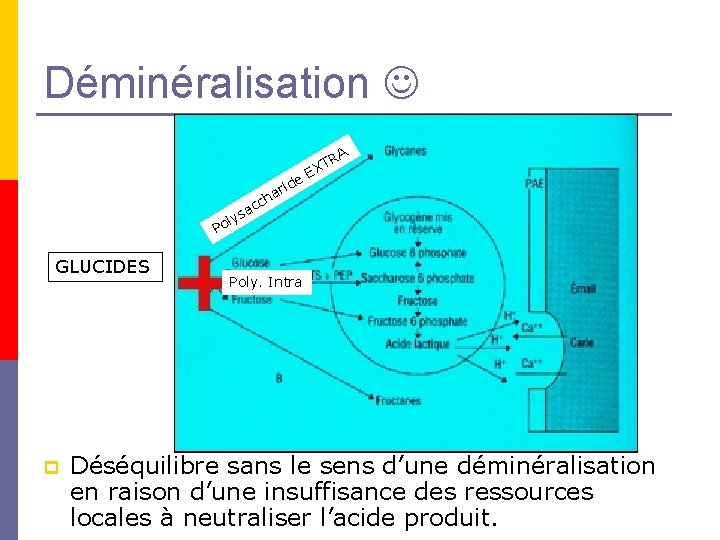 Déminéralisation A TR EX e id ar ch ac s y l Po GLUCIDES Déminéralisation A TR EX e id ar ch ac s y l Po GLUCIDES