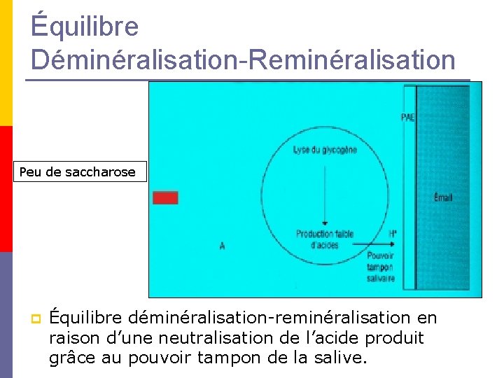 Équilibre Déminéralisation-Reminéralisation Peu de saccharose p Équilibre déminéralisation-reminéralisation en raison d’une neutralisation de l’acide Équilibre Déminéralisation-Reminéralisation Peu de saccharose p Équilibre déminéralisation-reminéralisation en raison d’une neutralisation de l’acide