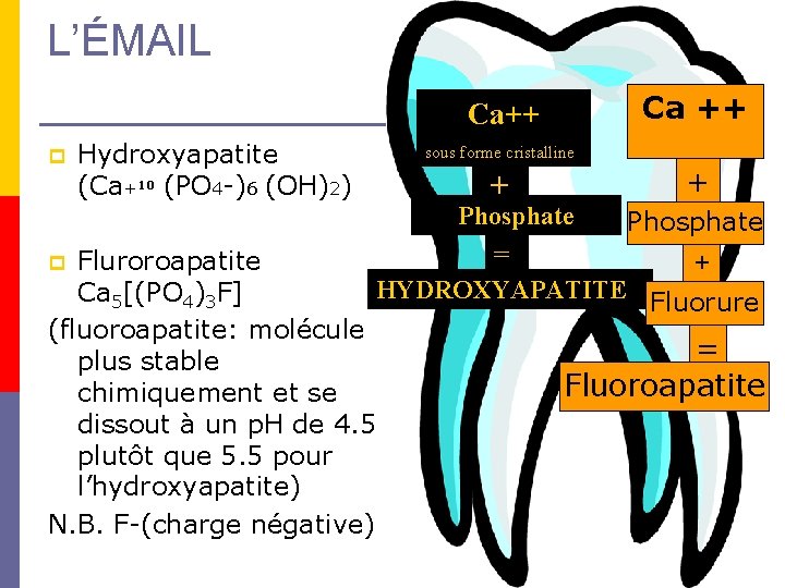 L’ÉMAIL Ca++ p Hydroxyapatite (Ca+10 (PO 4 -)6 (OH)2) sous forme cristalline + Phosphate L’ÉMAIL Ca++ p Hydroxyapatite (Ca+10 (PO 4 -)6 (OH)2) sous forme cristalline + Phosphate