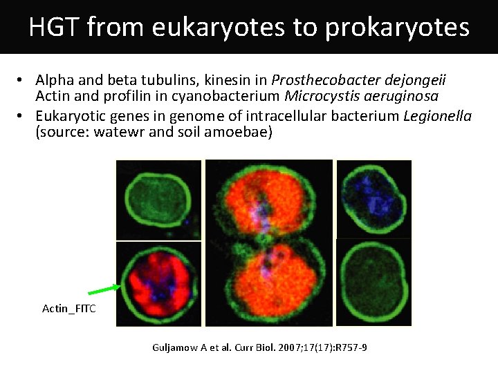 HGT from eukaryotes to prokaryotes • Alpha and beta tubulins, kinesin in Prosthecobacter dejongeii