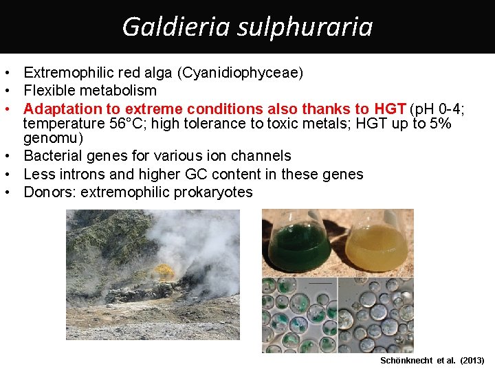 Galdieria sulphuraria • Extremophilic red alga (Cyanidiophyceae) • Flexible metabolism • Adaptation to extreme