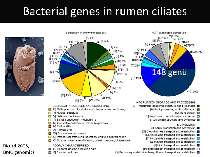 Bacterial genes in rumen ciliates 148 genů Ricard 2006, BMC genomics 
