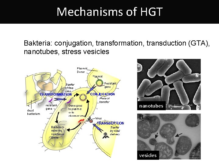 Mechanisms of HGT Bakteria: conjugation, transformation, transduction (GTA), nanotubes, stress vesicles nanotubes vesicles 