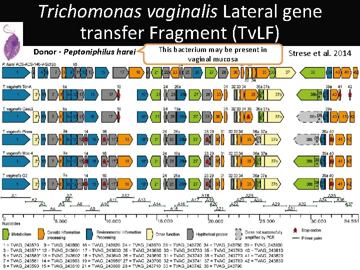 Trichomonas vaginalis Lateral gene transfer Fragment (Tv. LF) Donor - Peptoniphilus harei This bacterium