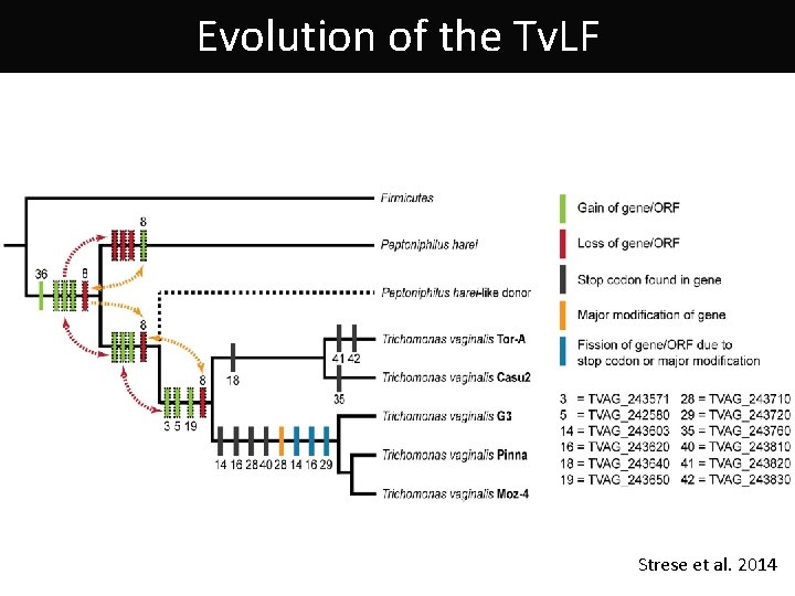 Evolution of the Tv. LF Strese et al. 2014 