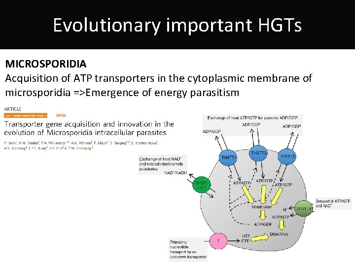 Evolutionary important HGTs MICROSPORIDIA Acquisition of ATP transporters in the cytoplasmic membrane of microsporidia