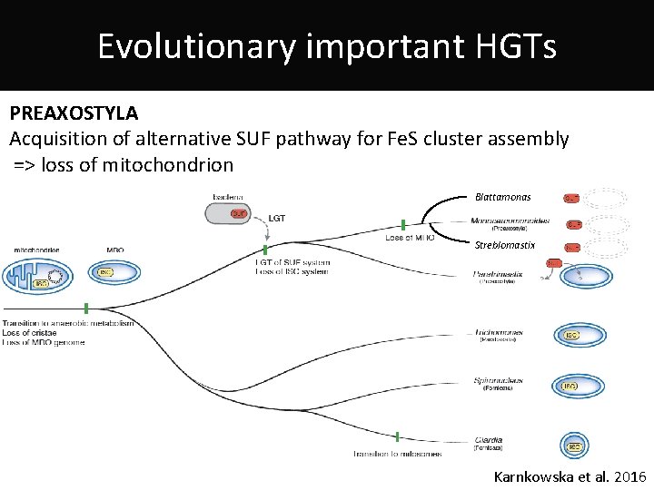 Evolutionary important HGTs PREAXOSTYLA Acquisition of alternative SUF pathway for Fe. S cluster assembly