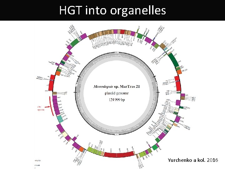 HGT into organelles Yurchenko a kol. 2016 