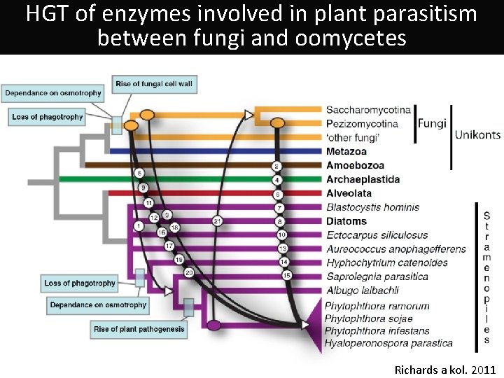 HGT of enzymes involved in plant parasitism between fungi and oomycetes Richards a kol.