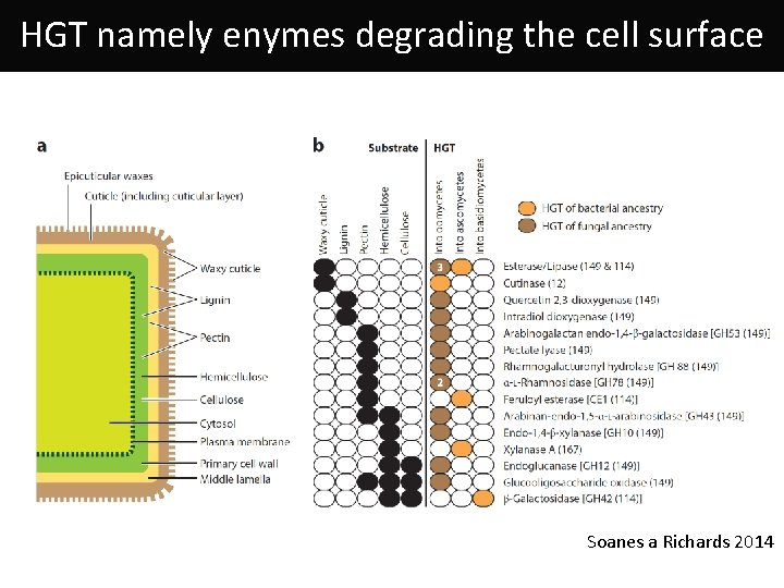 HGT namely enymes degrading the cell surface Soanes a Richards 2014 