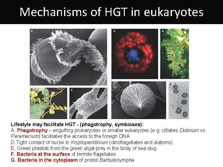 Mechanisms of HGT in eukaryotes Lifestyle may facilitate HGT - (phagotrophy, symbioses): A. Phagotrophy
