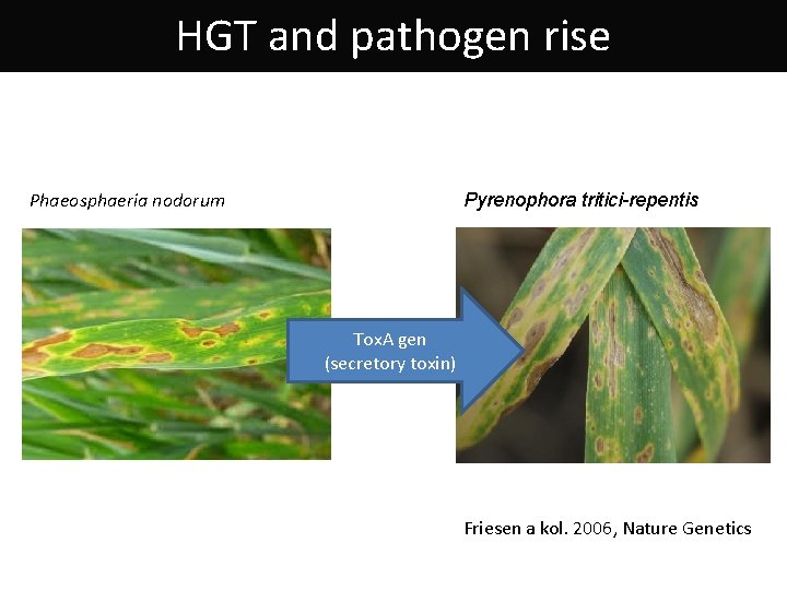 HGT and pathogen rise Phaeosphaeria nodorum Pyrenophora tritici-repentis Tox. A gen (secretory toxin) Friesen