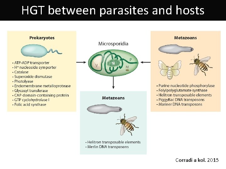 HGT between parasites and hosts Corradi a kol. 2015 
