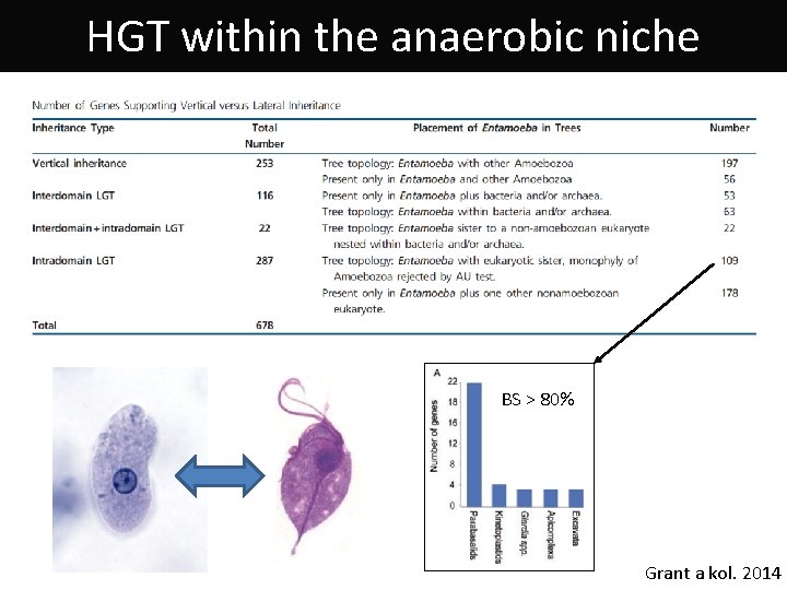 HGT within the anaerobic niche BS > 80% Grant a kol. 2014 