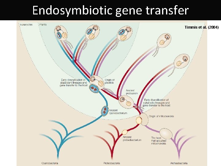 Endosymbiotic gene transfer Timmis et al. (2004) 