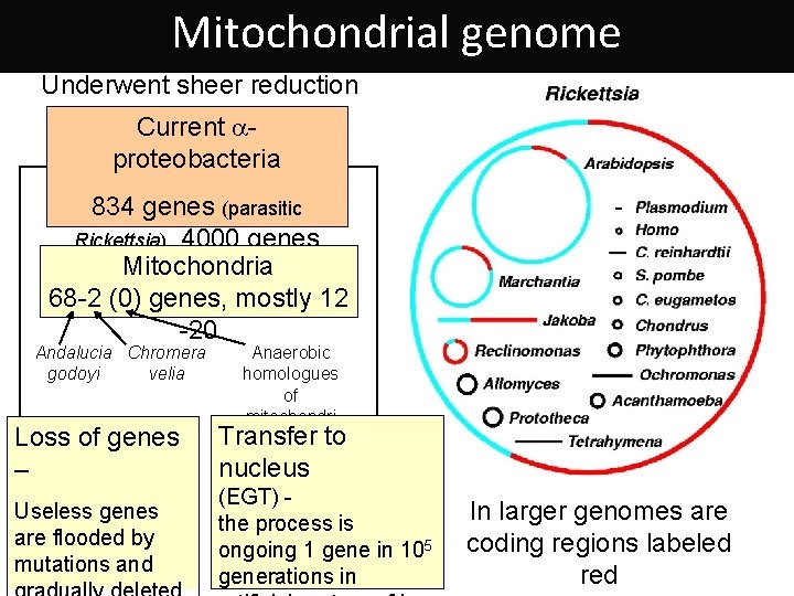Mitochondrial genome Underwent sheer reduction Current aproteobacteria 834 genes (parasitic Rickettsia), 4000 genes (Rhodospirillum)
