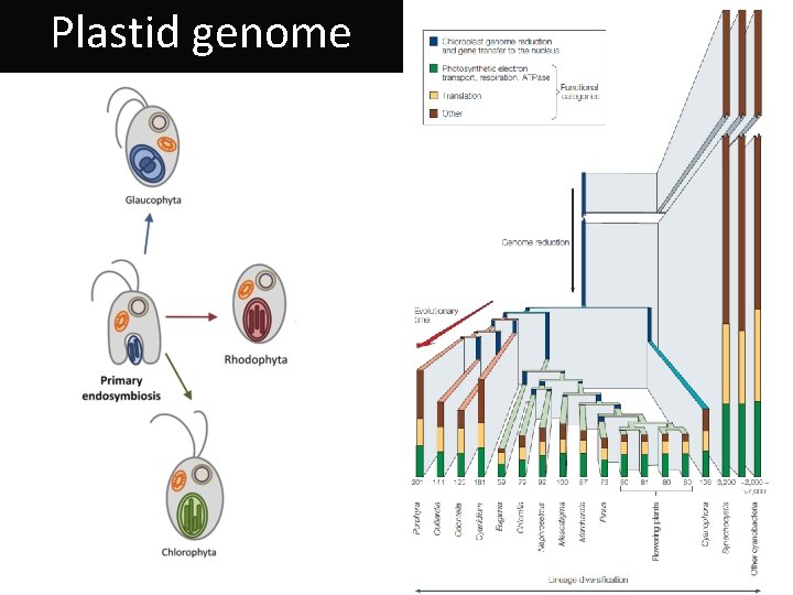 Plastid genome 