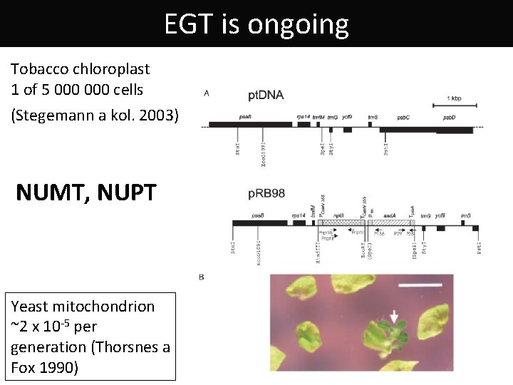 EGT is ongoing Tobacco chloroplast 1 of 5 000 cells (Stegemann a kol. 2003)