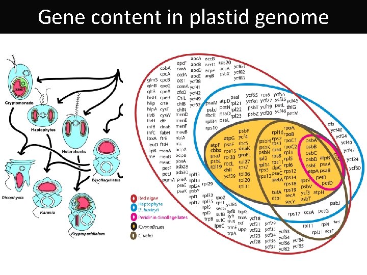 Gene content in plastid genome 