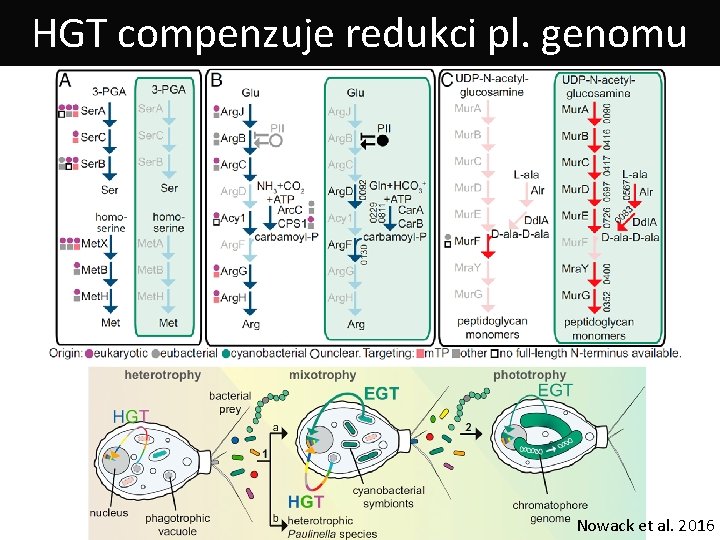 HGT compenzuje redukci pl. genomu Nowack et al. 2016 