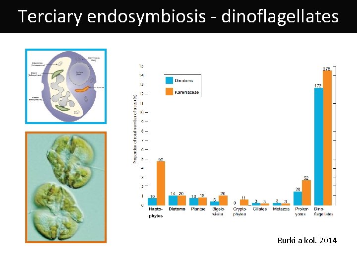 Terciary endosymbiosis - dinoflagellates Burki a kol. 2014 