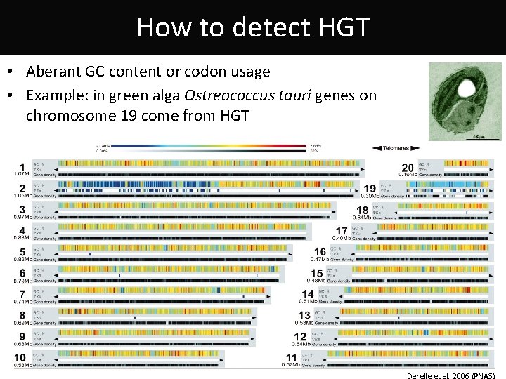 How to detect HGT • Aberant GC content or codon usage • Example: in