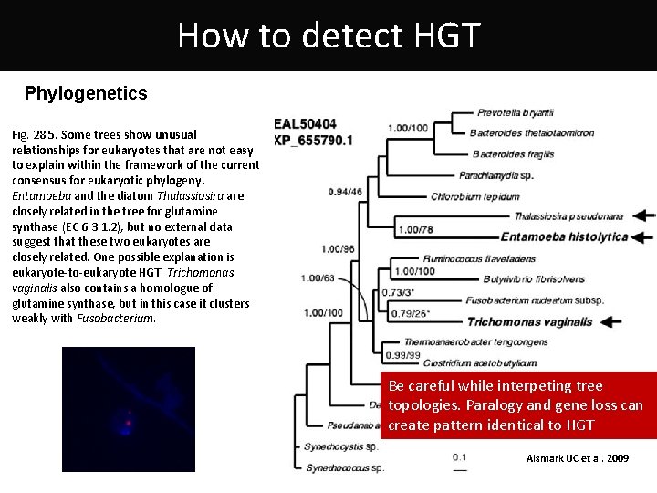 How to detect HGT Phylogenetics Fig. 28. 5. Some trees show unusual relationships for