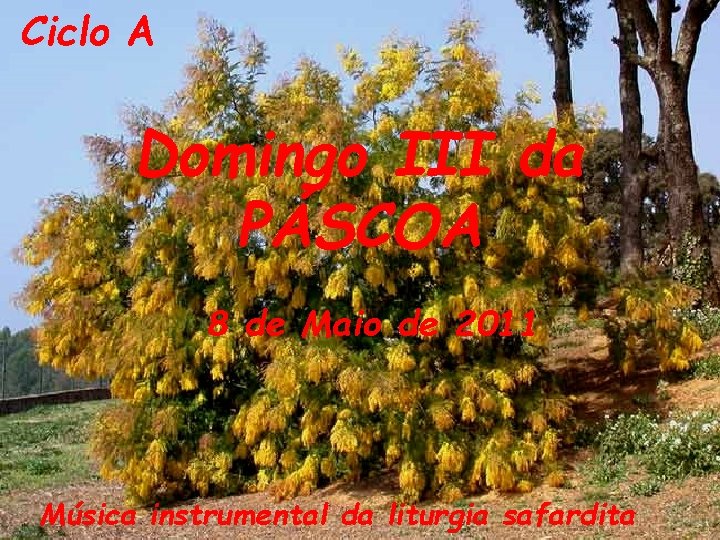 Ciclo A Domingo III da PÁSCOA 8 de Maio de 2011 Música instrumental da