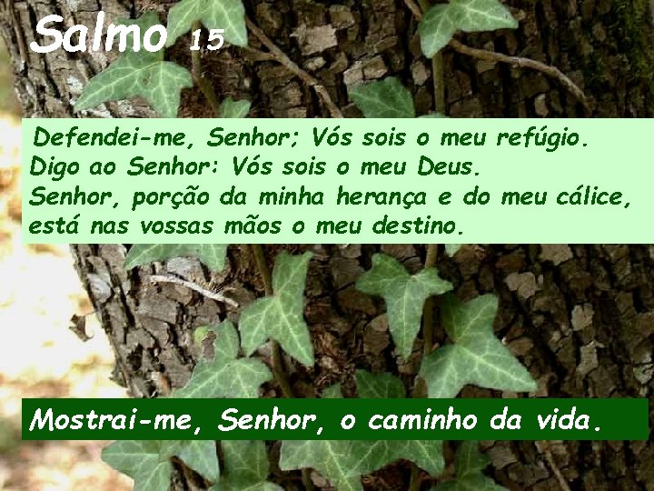 Salmo 15 Defendei-me, Senhor; Vós sois o meu refúgio. Digo ao Senhor: Vós sois