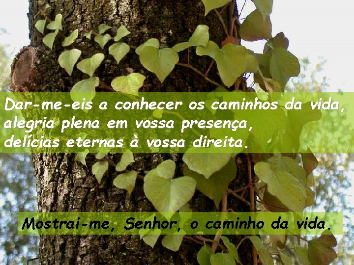 Dar-me-eis a conhecer os caminhos da vida, alegria plena em vossa presença, delícias eternas
