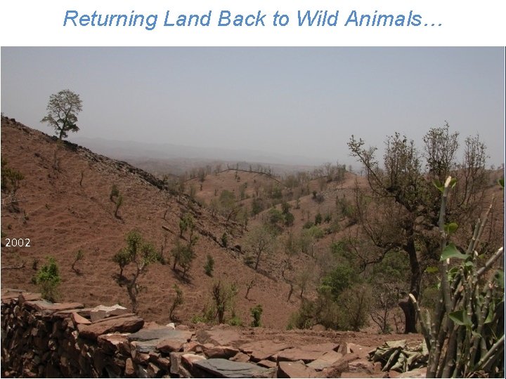 Returning Land Back to Wild Animals… 2002 