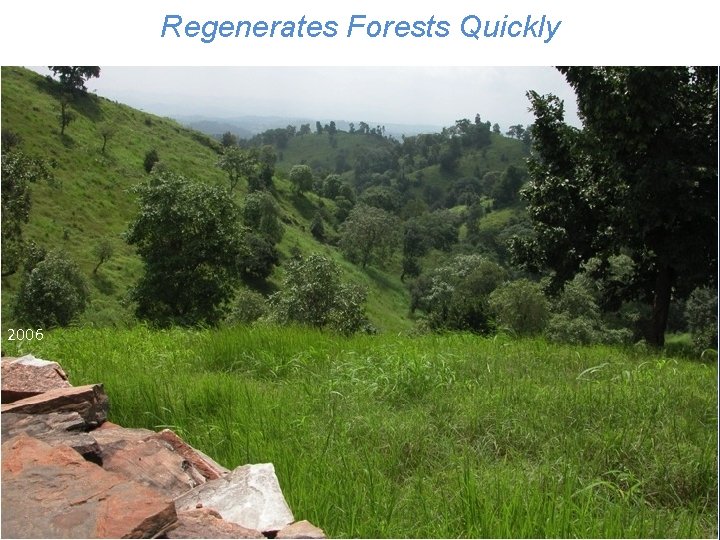 Regenerates Forests Quickly 2006 