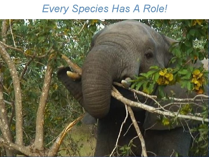 Every Species Has A Role! 