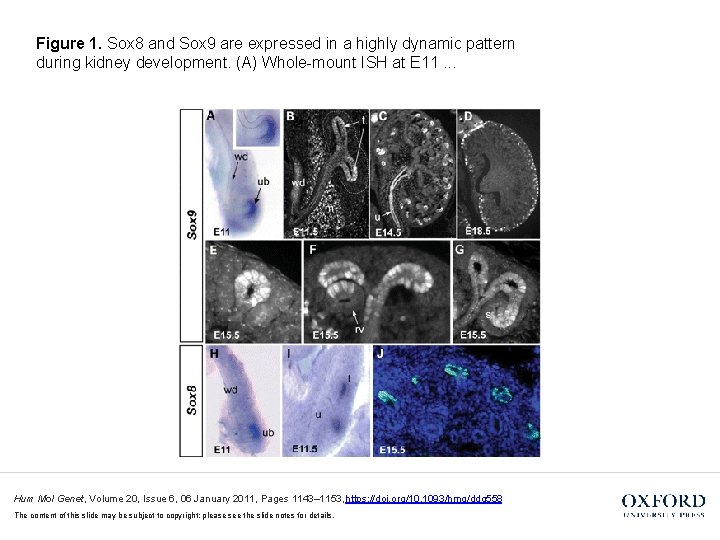 Figure 1. Sox 8 and Sox 9 are expressed in a highly dynamic pattern