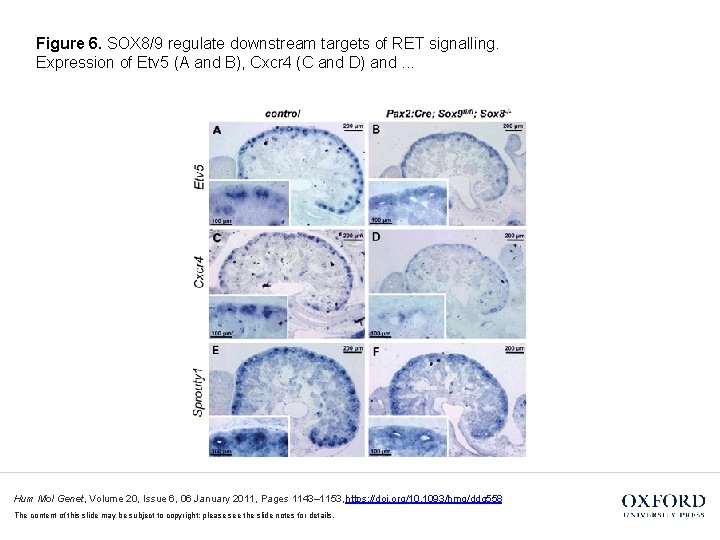Figure 6. SOX 8/9 regulate downstream targets of RET signalling. Expression of Etv 5