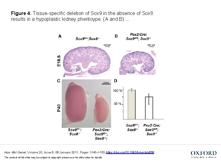 Figure 4. Tissue-specific deletion of Sox 9 in the absence of Sox 8 results