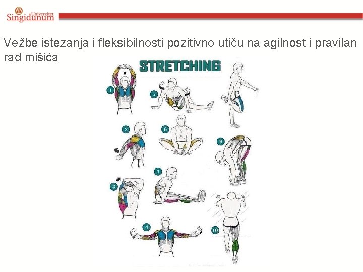 Vežbe istezanja i fleksibilnosti pozitivno utiču na agilnost i pravilan rad mišića 