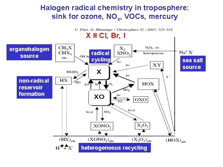 Halogen radical chemistry in troposphere: sink for ozone, NOx, VOCs, mercury X ≡ Cl,