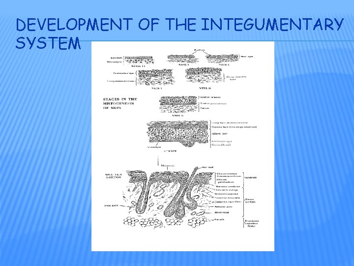 DEVELOPMENT OF THE INTEGUMENTARY SYSTEM 