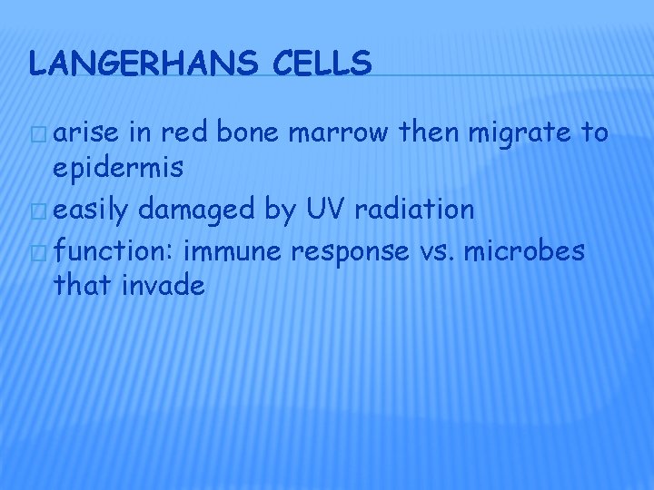 LANGERHANS CELLS � arise in red bone marrow then migrate to epidermis � easily