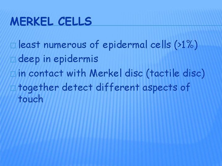 MERKEL CELLS � least numerous of epidermal cells (>1%) � deep in epidermis � MERKEL CELLS � least numerous of epidermal cells (>1%) � deep in epidermis �